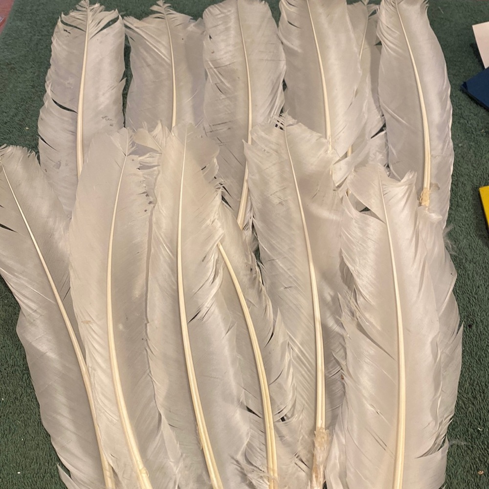 Set of 12 beautiful rare tail feathers approximately 13” long or more